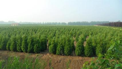 陕西:神木县春季绿化已栽植苗木2万株