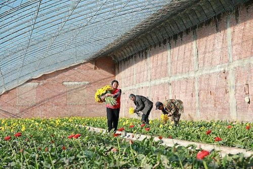 河北滦南 鲜切花助农增收