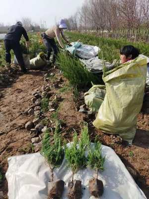 甘肃钓钟柳种植基地