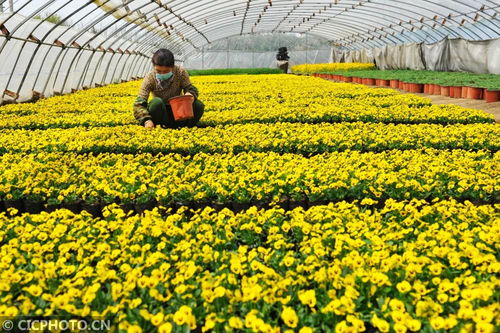 河北秦皇岛 苗圃工人种植忙