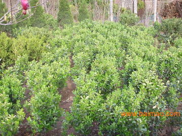 山东的苗木种植基地 青州承玉花卉苗木基地,山东的苗木种植基地 青州承玉花卉苗木基地生产厂家,山东的苗木种植基地 青州承玉花卉苗木基地价格