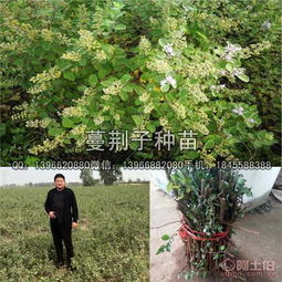 亳州市谯城区俊杰中药材种植专业合作社 热卖促销 阿土伯网