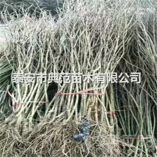 【石榴苗销售、石榴树苗种植区域】- 